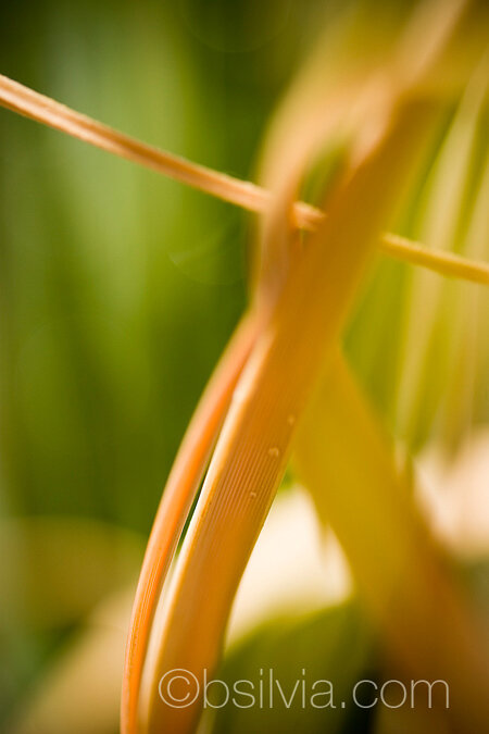 Autumn on my terrace