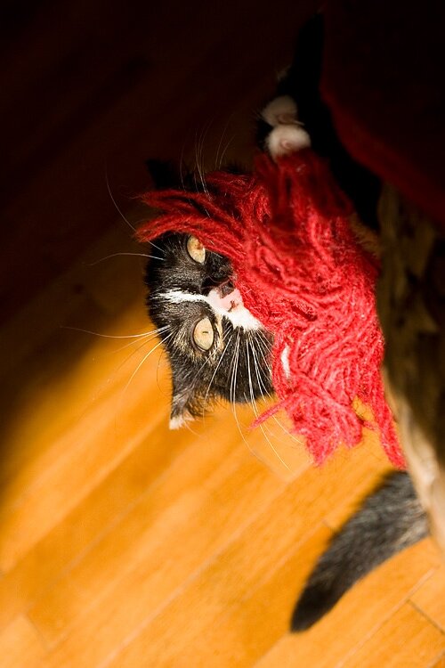 Wordless Wednesday With Poofitza