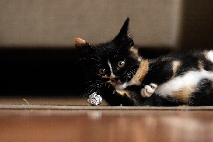 Wordless Wednesday: Meet Poofitza