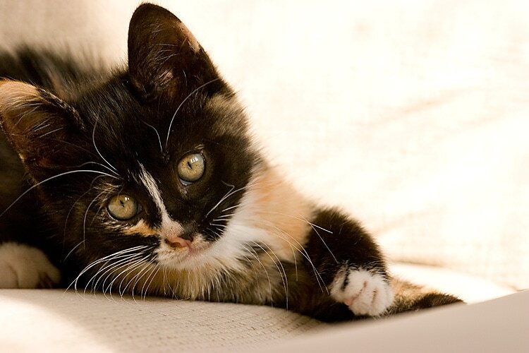 Wordless Wednesday: Meet Poofitza