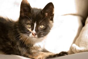 Wordless Wednesday: Meet Poofitza