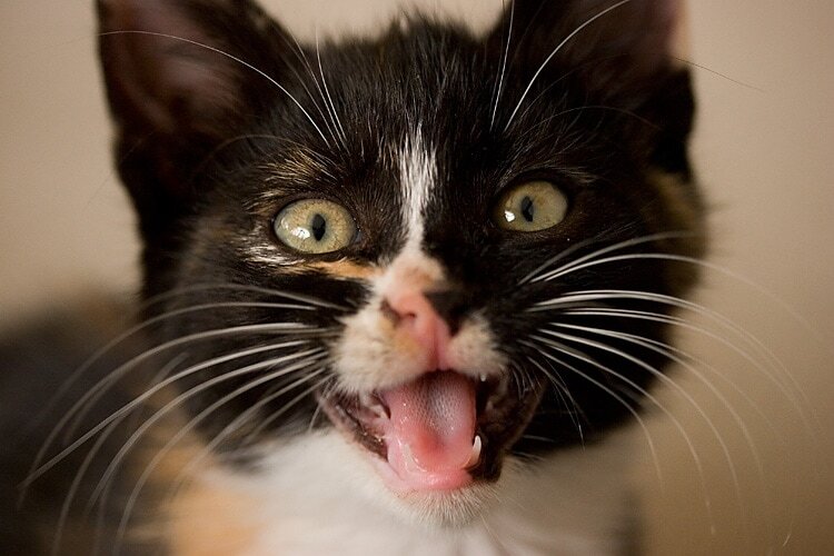 Wordless Wednesday: Meet Poofitza