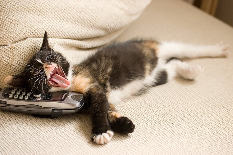 Wordless Wednesday: Meet Poofitza