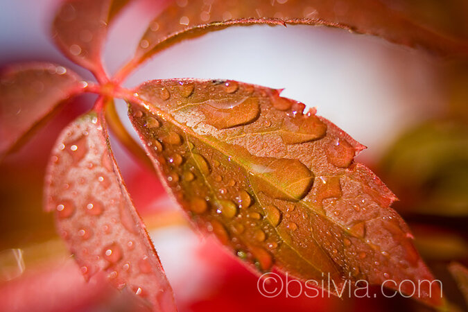 Autumn on my terrace