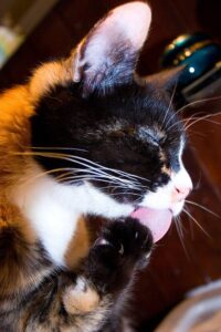 Wordless (and wet) Wednesday With Poofitza