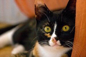 Poofitzah, celebrating the ninth month