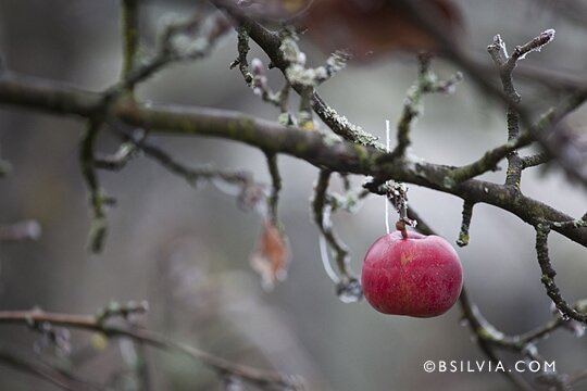 Backyard Images