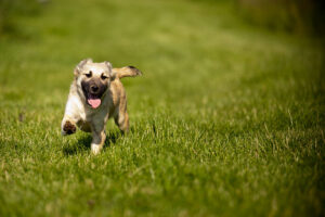 Shelter pet photography