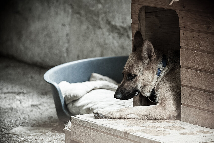 Shelter pet photography
