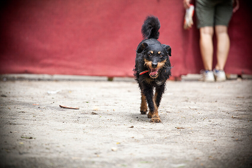 Shelter pet photography