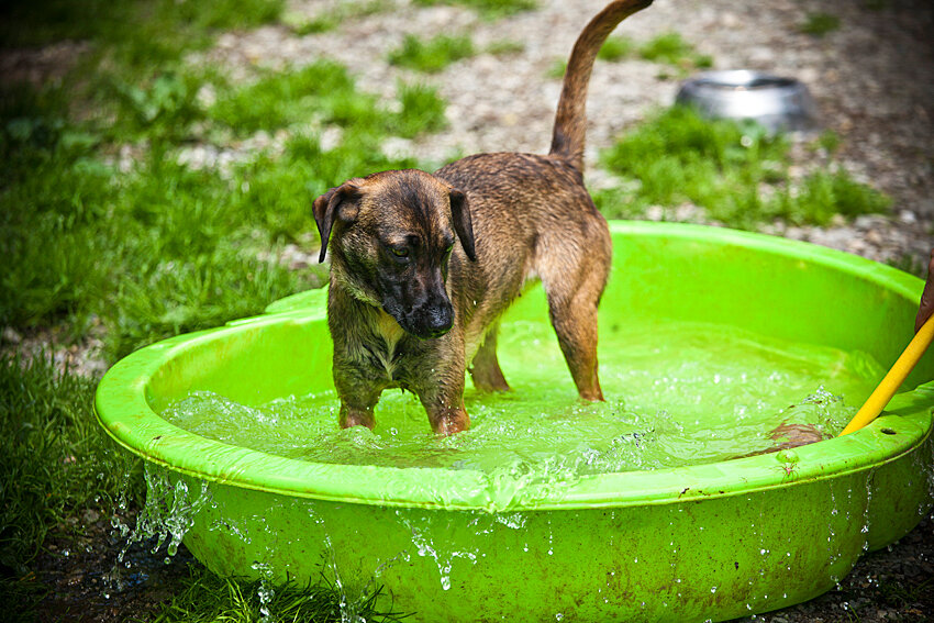 Shelter pet photography