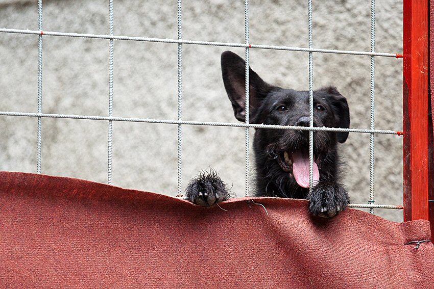 Shelter pet photography
