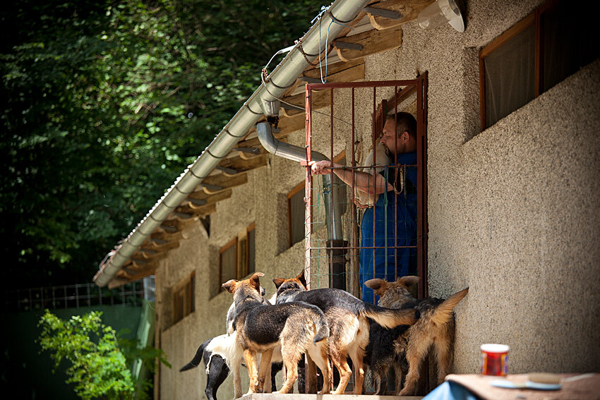 Shelter pet photography