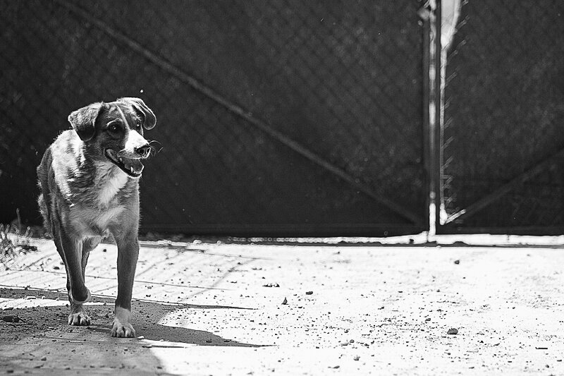 Shelter pet photography