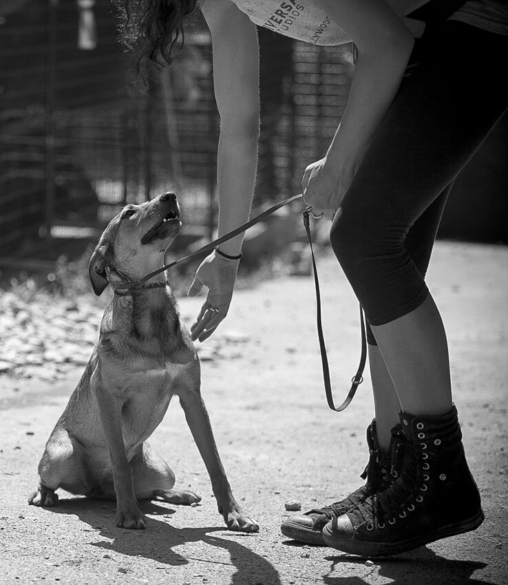 Shelter pet photography