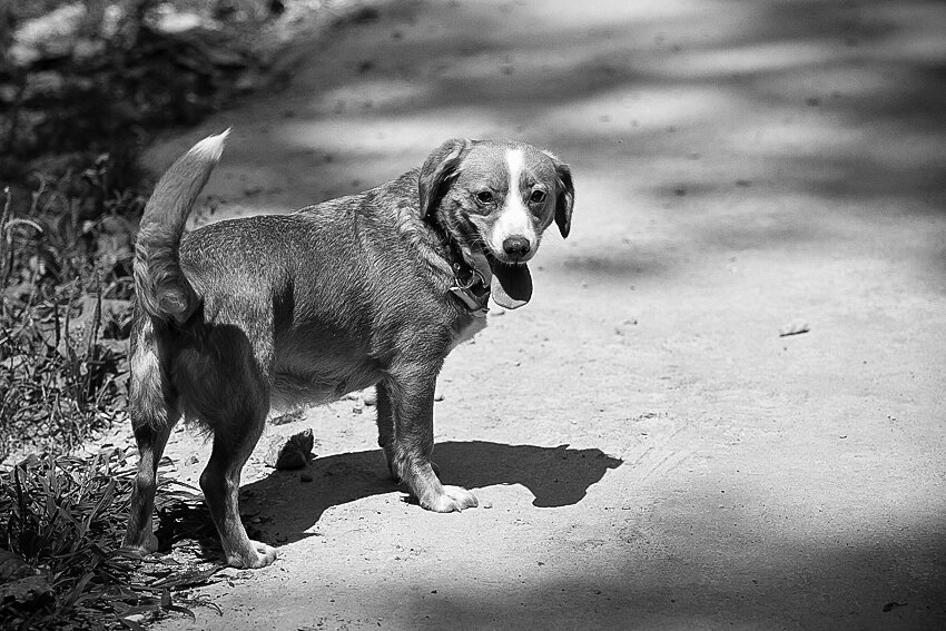 Shelter pet photography