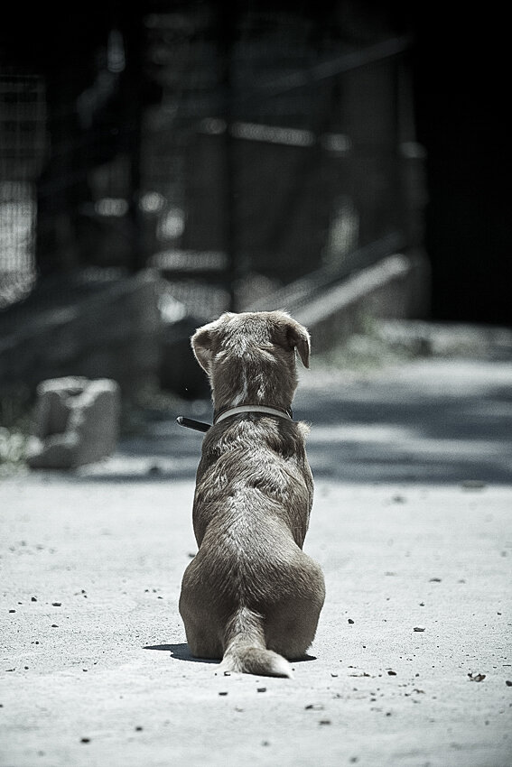 Shelter pet photography