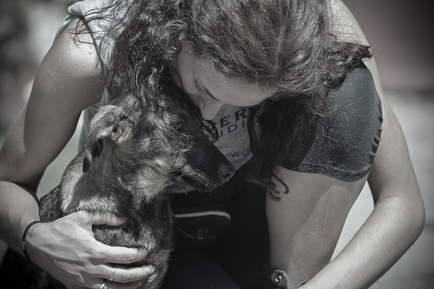 Shelter pet photography