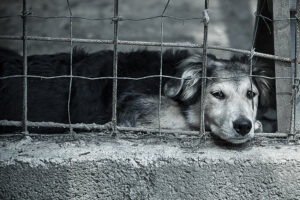 Shelter pet photography