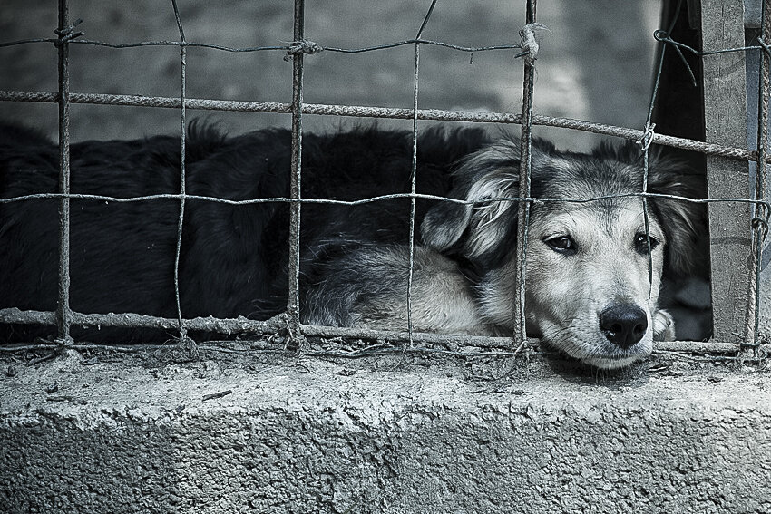 Shelter pet photography