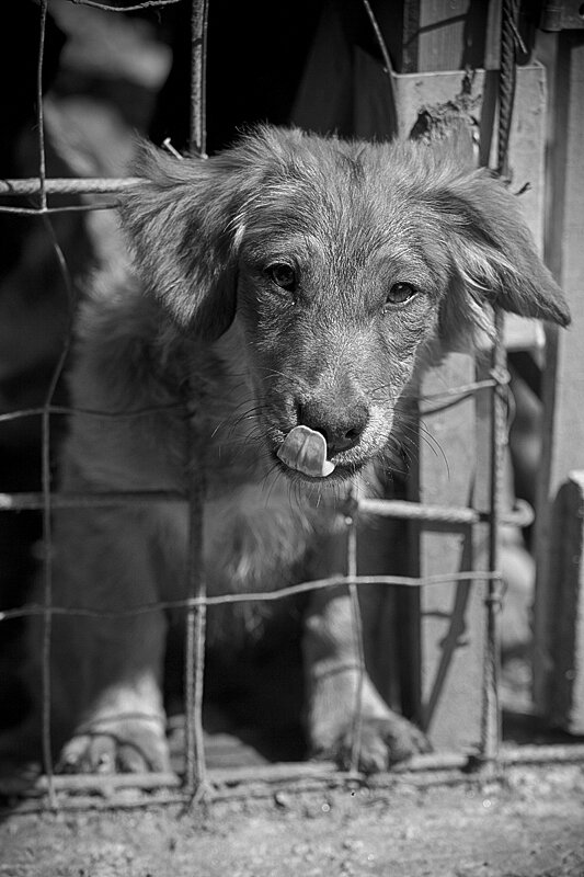 Shelter pet photography