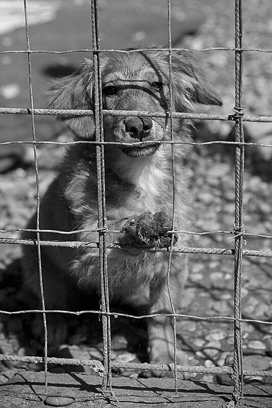 Shelter pet photography