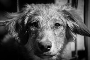 Shelter pet photography