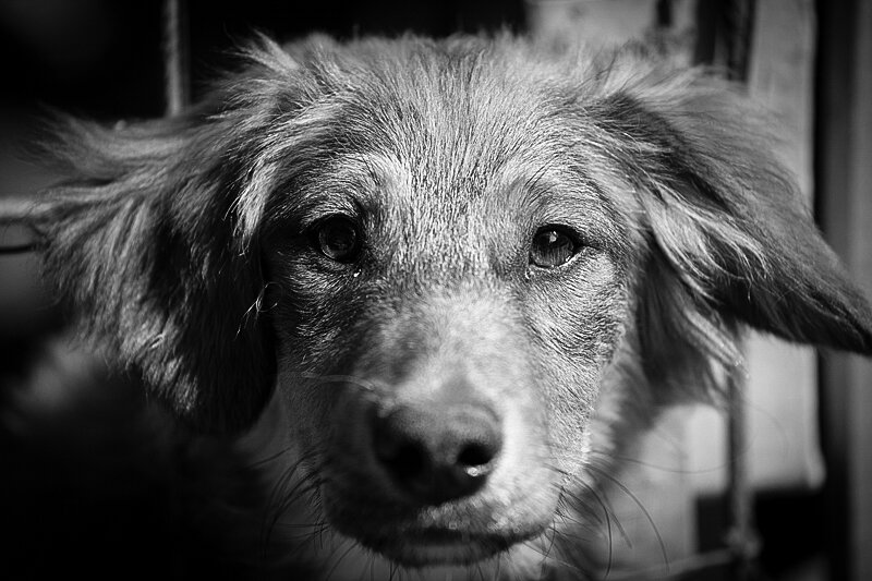 Shelter pet photography