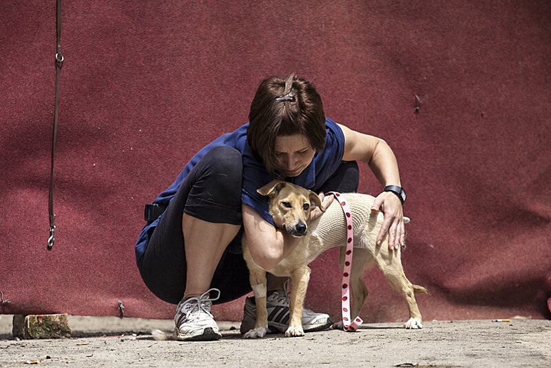 Shelter pet photography