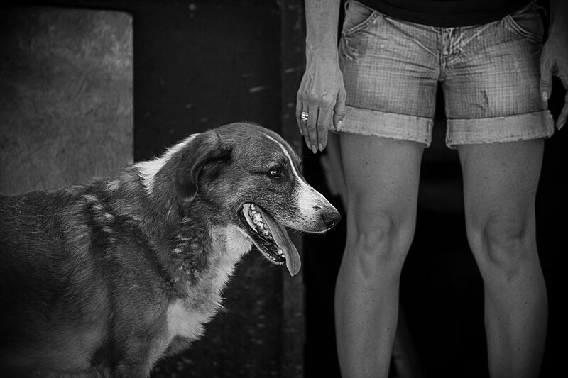 Shelter pet photography