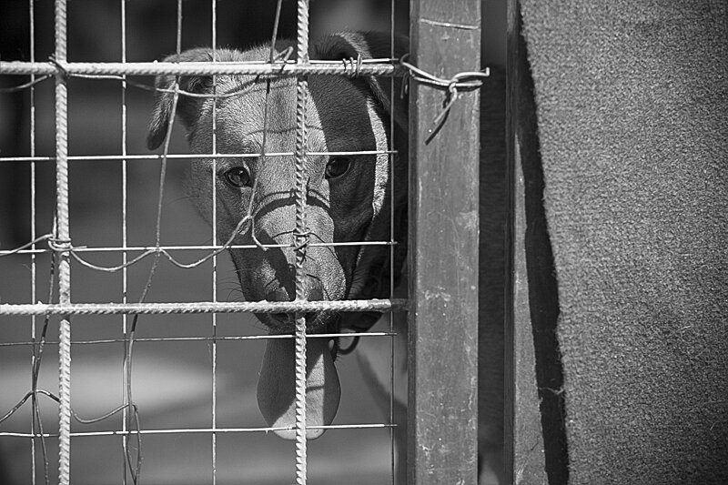 Shelter pet photography