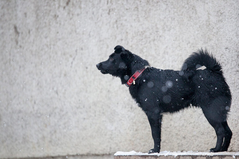 Shelter pet photography
