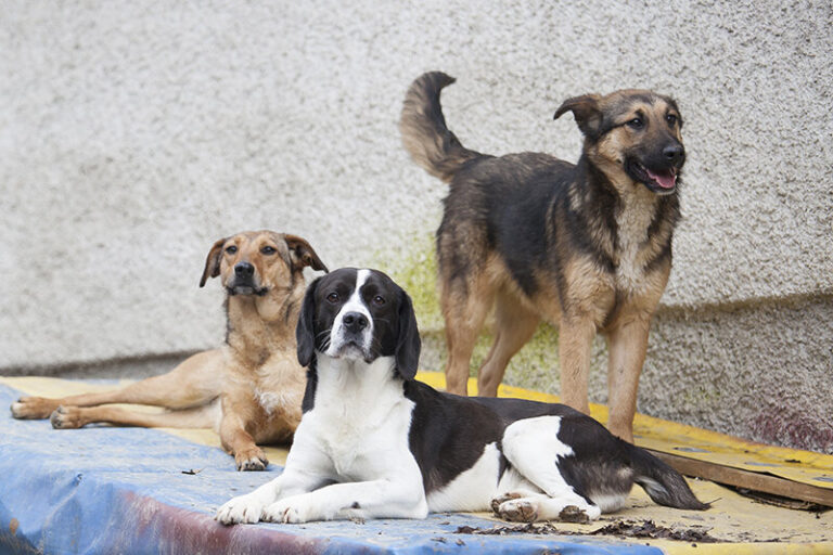 Shelter Dogs