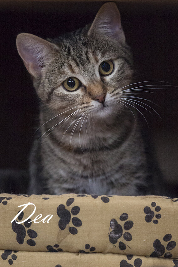 Shelter Cats and Kittens