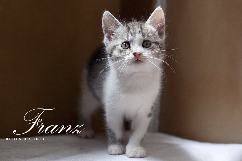 Shelter Cats and Kittens