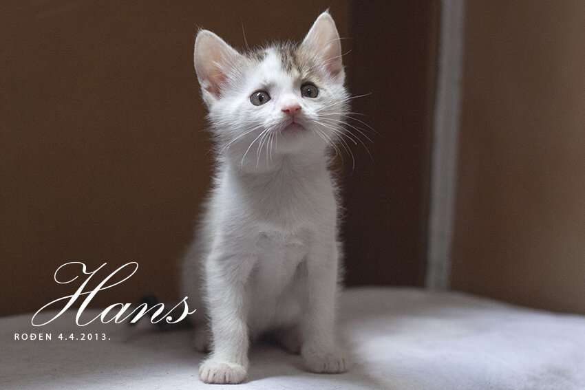 Shelter Cats and Kittens