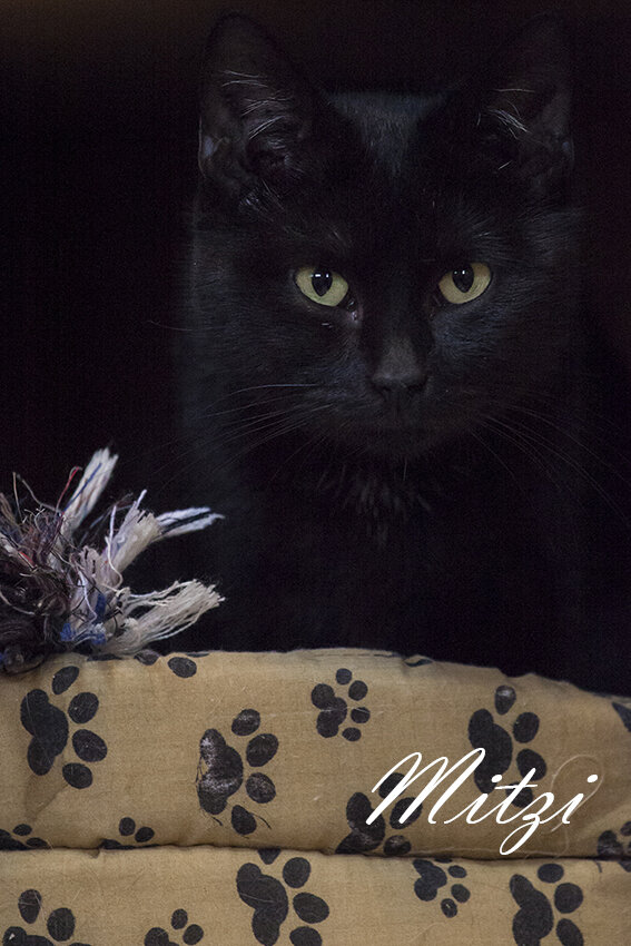 Shelter Cats and Kittens