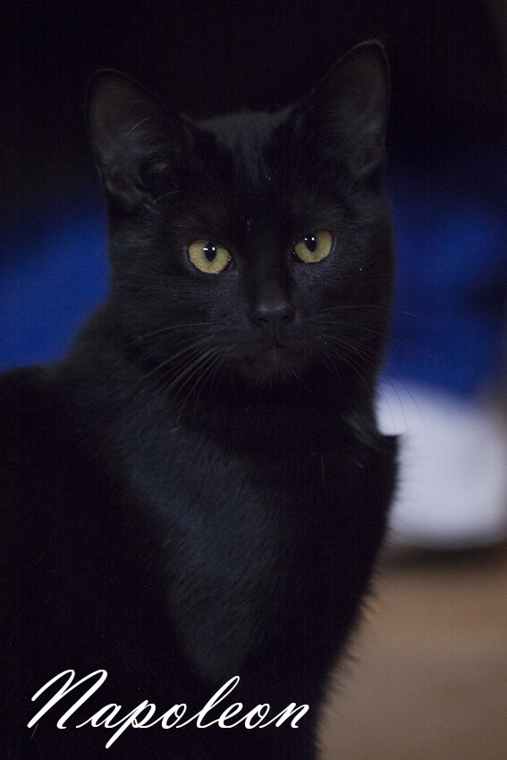 Shelter Cats and Kittens