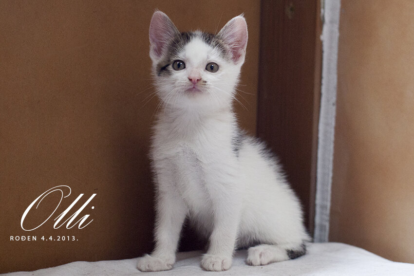 Shelter Cats and Kittens