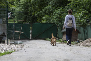 No Kill Animal Shelter