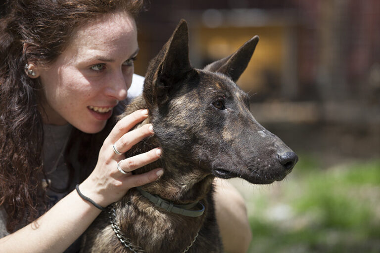 Shelter dogs