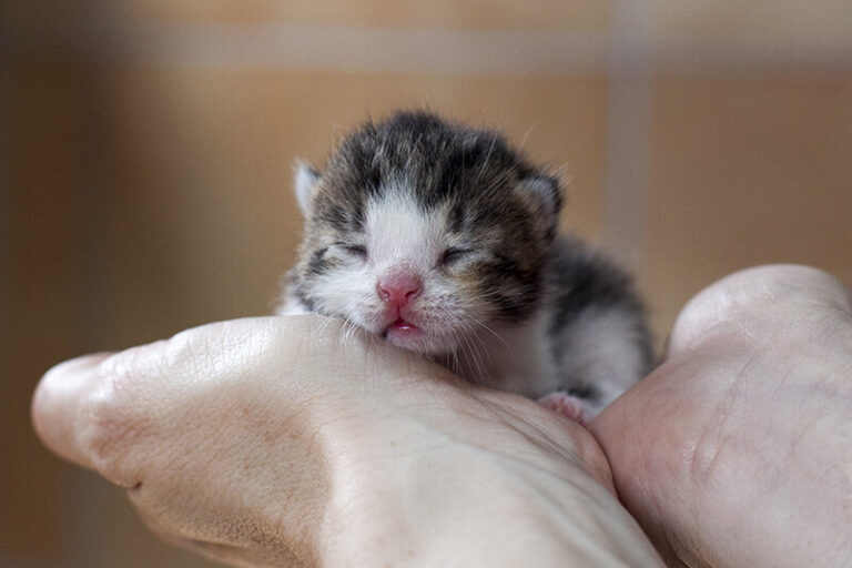 Shelter Kittens