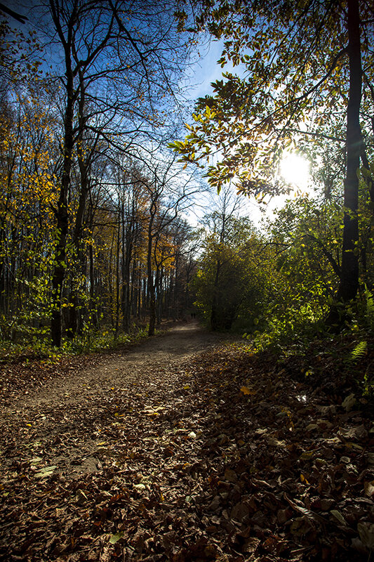 Photos: A Walk Through the Wood