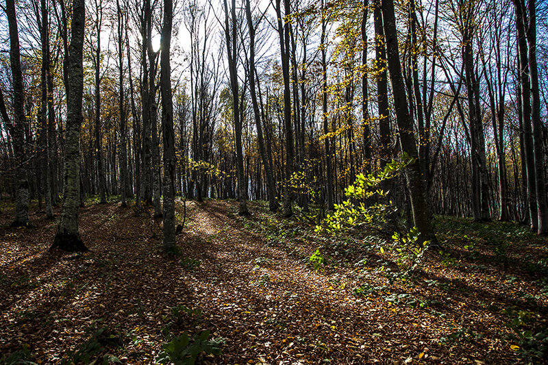 Photos: A Walk Through the Wood
