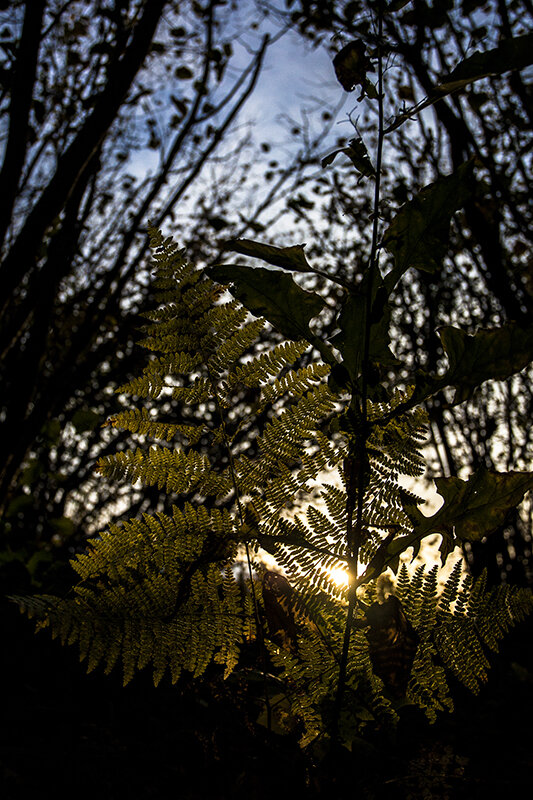 Photos: A Walk Through the Wood