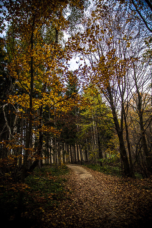 Photos: A Walk Through the Wood