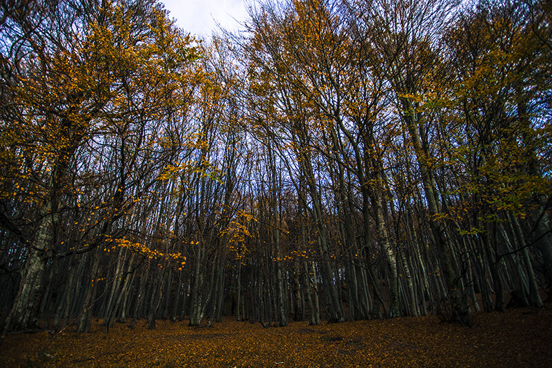 Photos: A Walk Through the Wood
