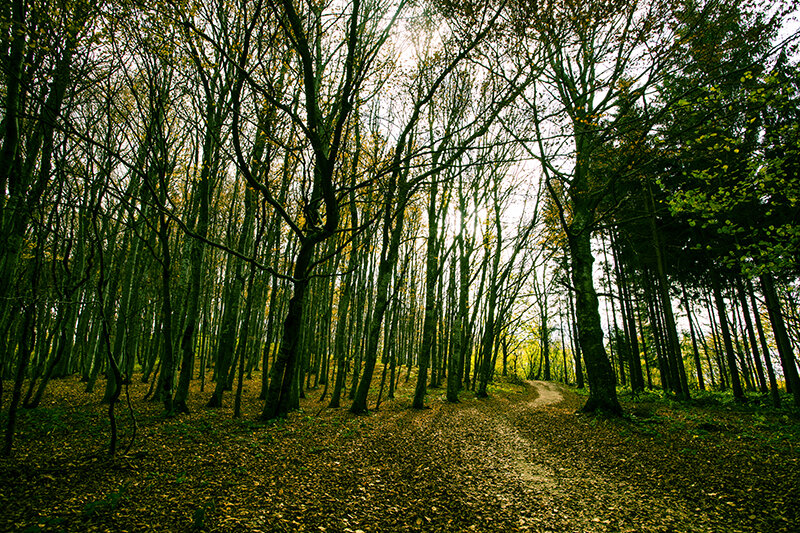 Photos: A Walk Through the Wood