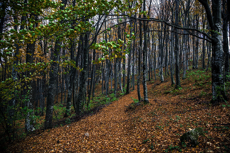 Photos: A Walk Through the Wood