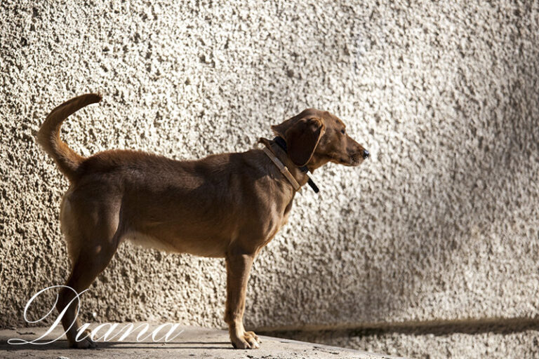 Shelter Dogs
